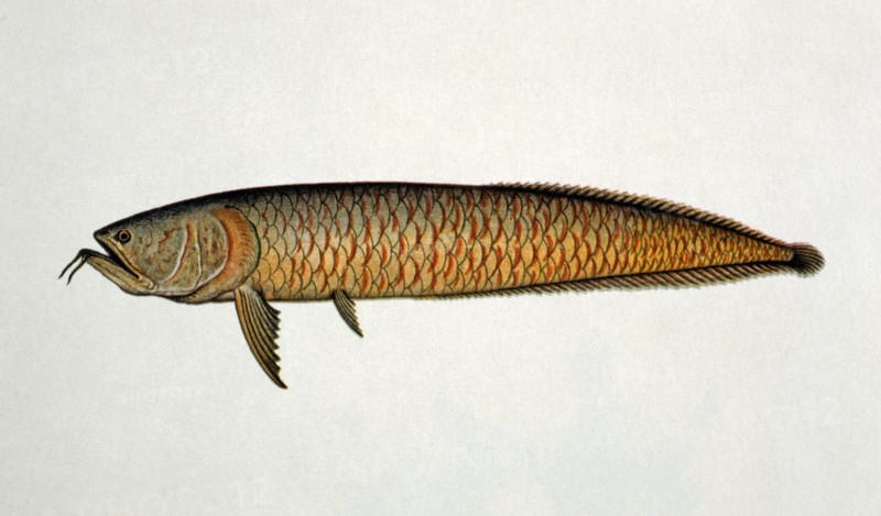 Actinopterigios Arcaicos d'Amazonie