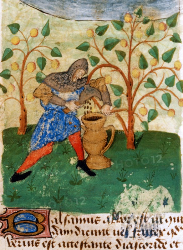 Miniature française, Le chevalier se prépare à lutter contre les dragons prenant des plantes médicinales