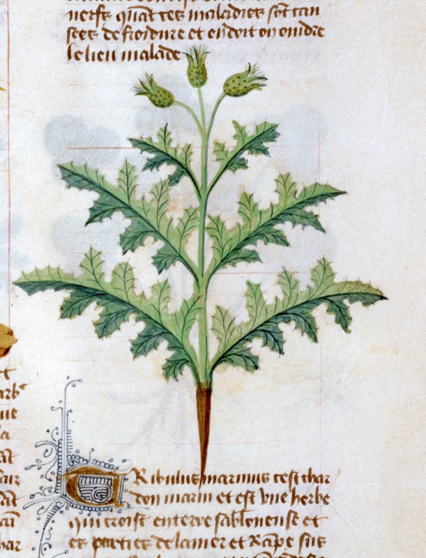 "Tractatus De Diversis Herbis", Les propriétés médicinales du "Tribulus Marinus"
