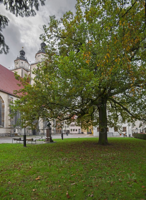 Le Chêne de Luther à Wittemberg