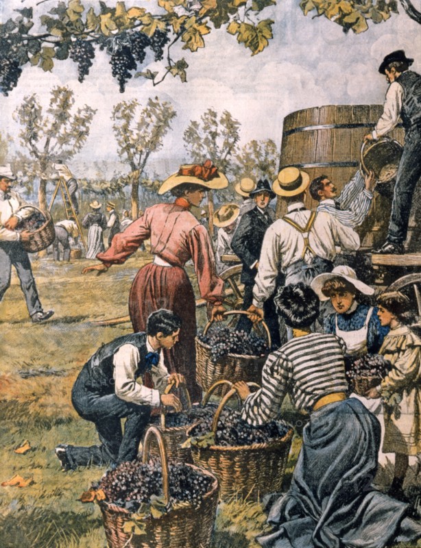 Propriétaires et jeunes femmes remplacent les paysans pour les vendanges pendant les grèves agraires à Reggio Emilia (1905)