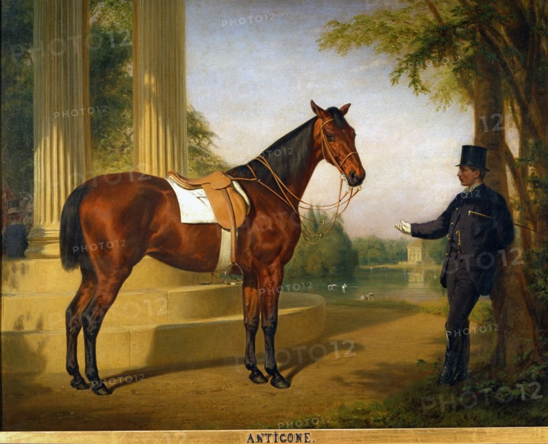 Pfeiffer, Portrait du cheval "Antigone"