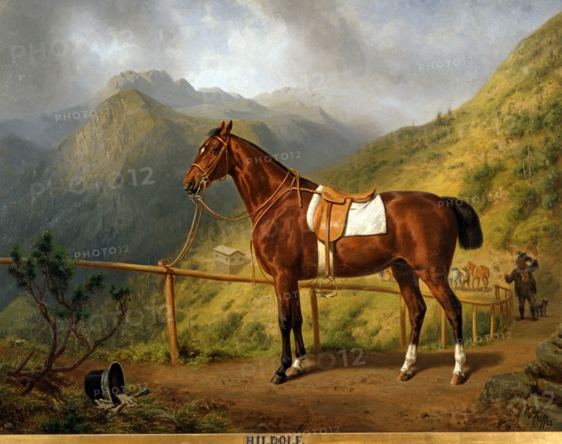 Pfeiffer, Portrait du cheval "Hildolf"