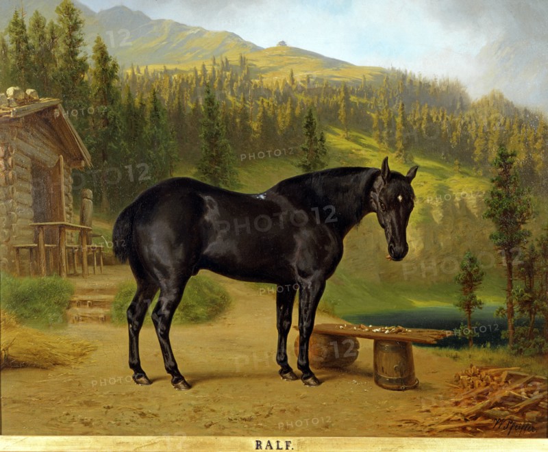 Pfeiffer, Portrait du cheval "Ralf" près du lac alpin dans le chalet royal Schachen près de Baden-Patenkirken