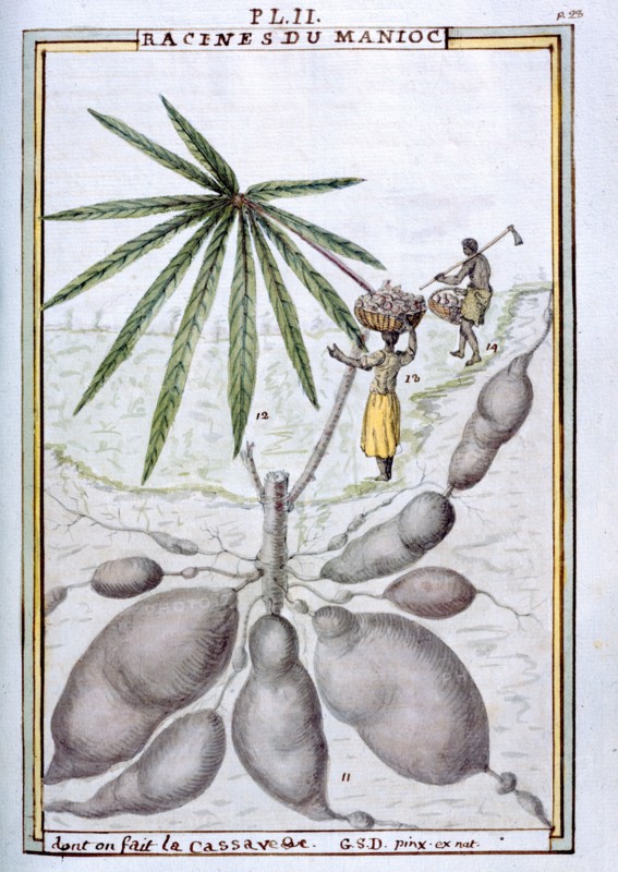 Planche botanique : Racines de Manioc