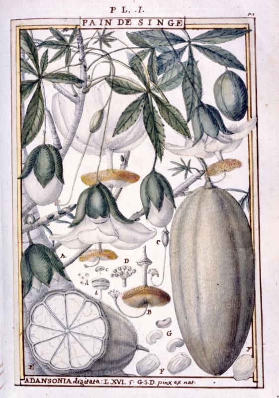 Planche botanique : Fruits et fleurs de baobab