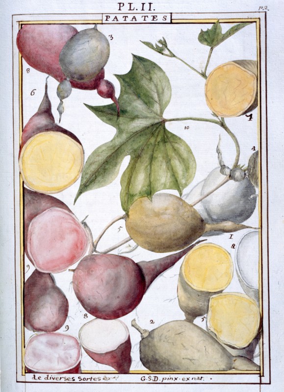 Planche botanique : Patates
