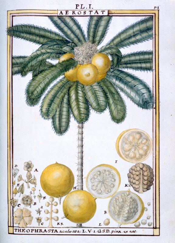 Planche botanique : Aérostat