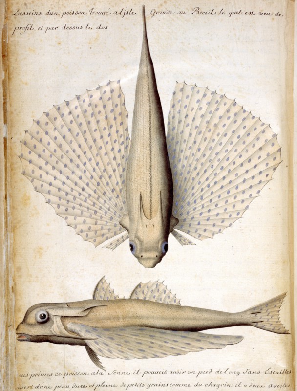 Beauchesne, Description d'un poisson trouvé à l'Ile Grande au Brésil