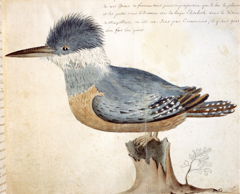 Beauchesne, Oiseau proche du geai de France, originaire du détroit de Magellan