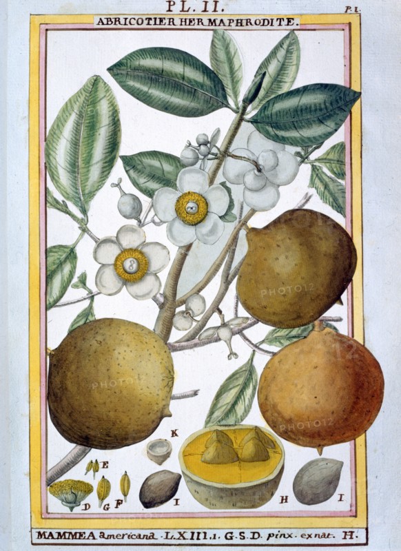 Planche botanique : Abricotier hermaphrodite