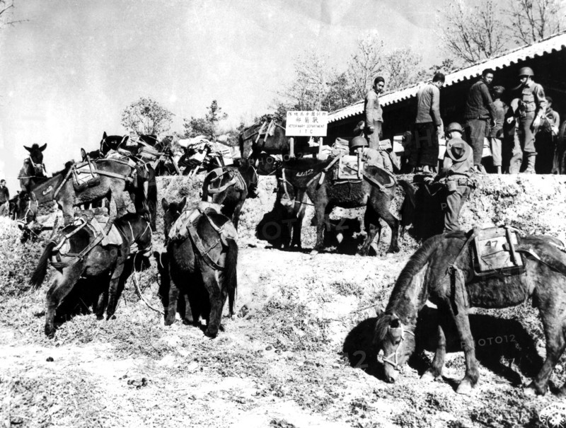 Des vétérinaires américains montrent aux Chinois comment charger le matériel sur les poneys, 1944