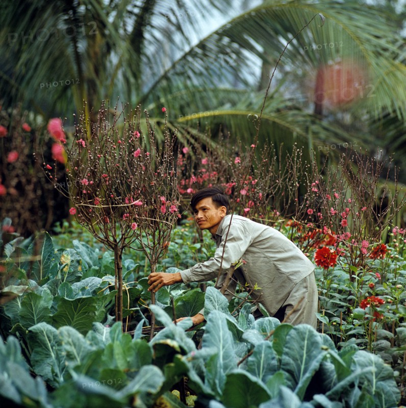 Historical Vietnam - North Vietnam 1973