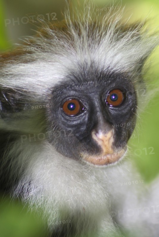 Zanzibar Red Colobus Monkey feeding in t..........