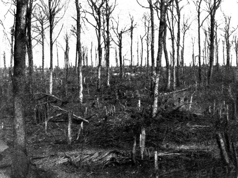 La forêt de Verdun dévastée