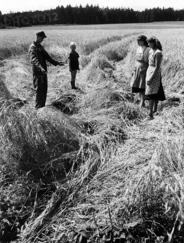 Crop fields devastated by the British Army