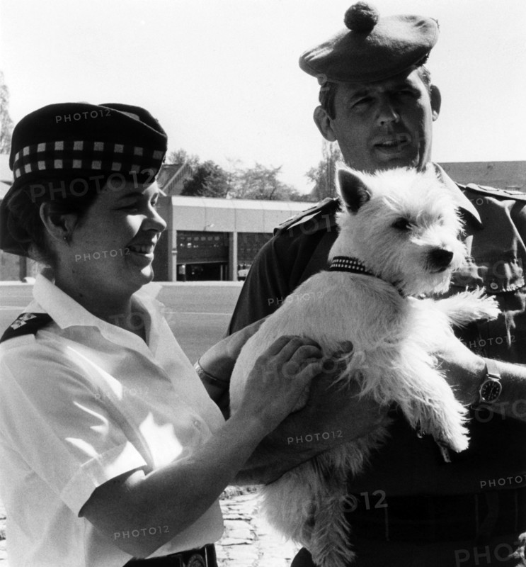 A dog as the mascot of the British Army in Berlin