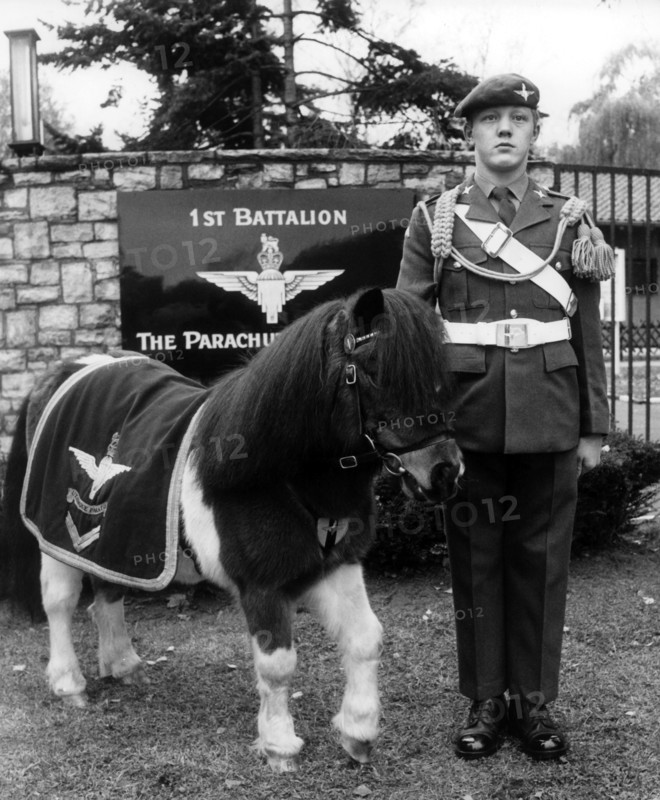 The mascot of the British army in Berlin: a pony
