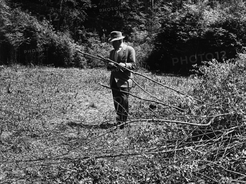 US Army cuts down saplings