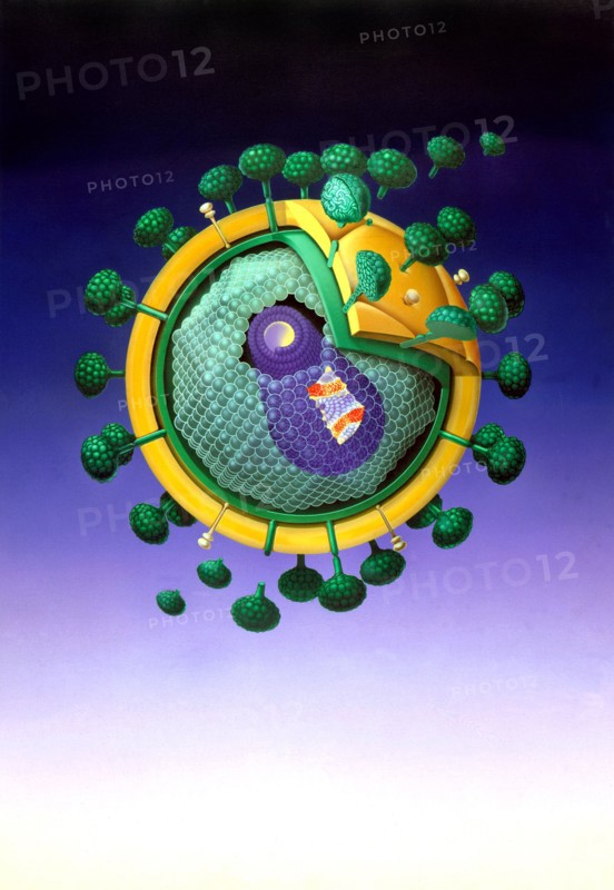 Modell des Aids-Virus