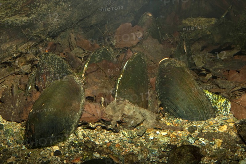 FluÃüperlmuschel, FluÃüperl-Muschel, Margaritifera margaritifera, freshwater pearl mussel (Scottish pearl mussel), eastern pearlshell