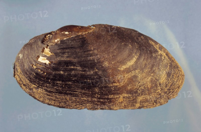 Flussperlmuschel, Margaritifera margaritifera, freshwater pearl mussel (Scottish pearl mussel), eastern pearlshell