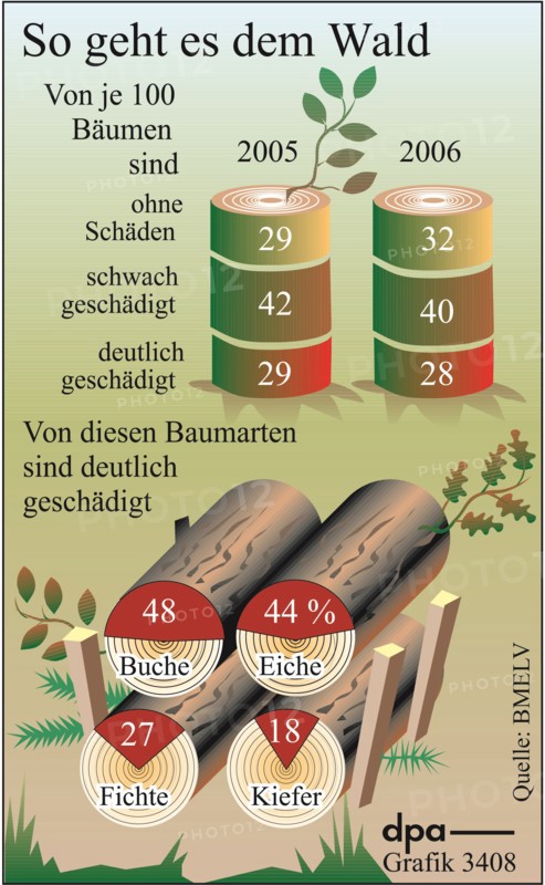 So geht es dem Wald