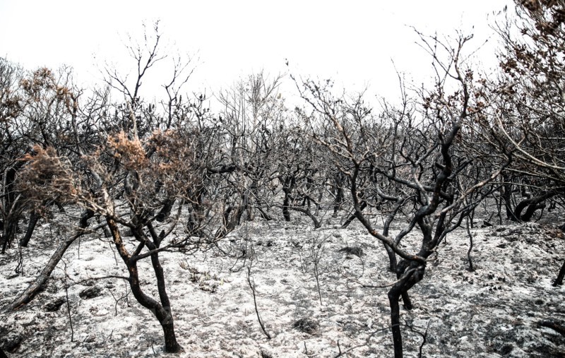 Burnt bushes are seen near Port Macquarie, New South Wales, Australia, Nov. 11, 2019