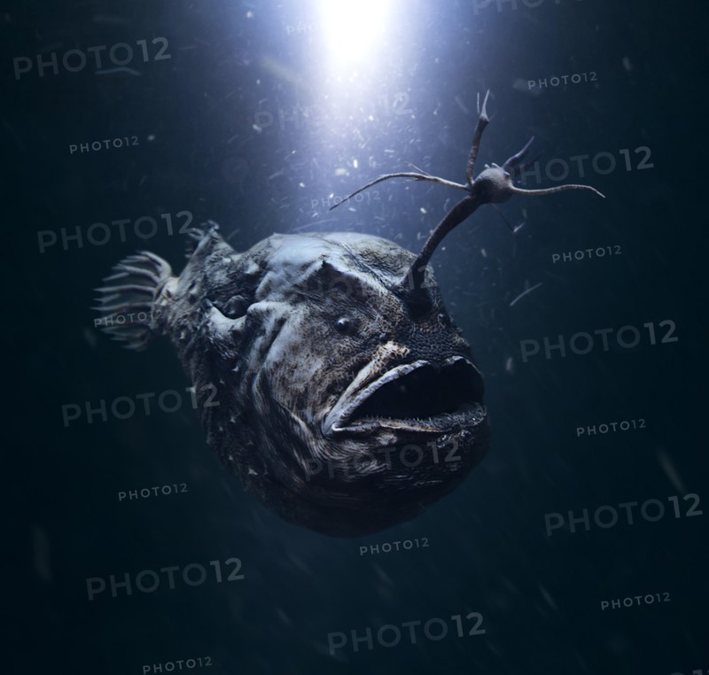 Atlantic footballfish, Himantolophus groenlandicus