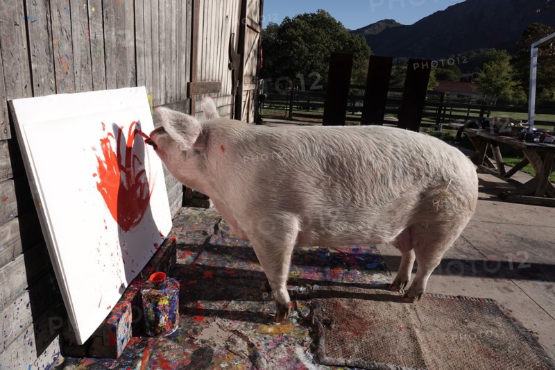 Pigcasso
