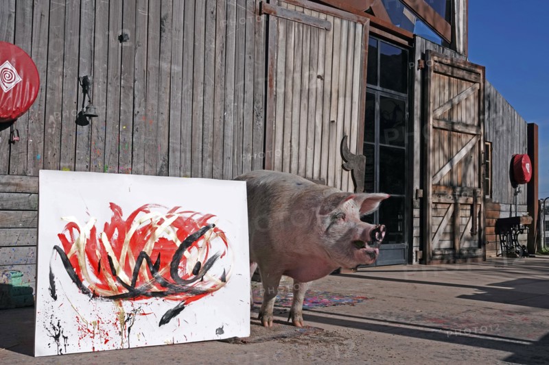 Pigcasso