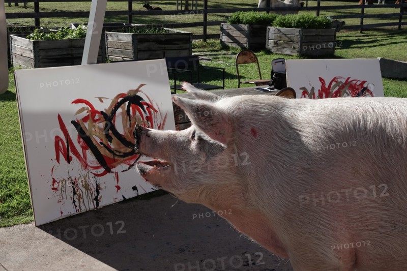 Pigcasso