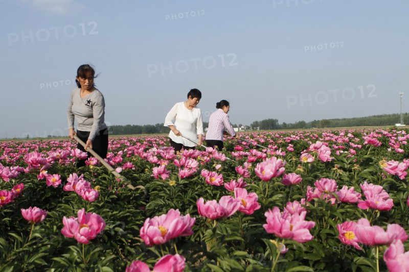 Peony harvest