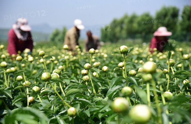 Peony harvest