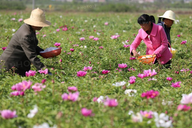 Peony harvest
