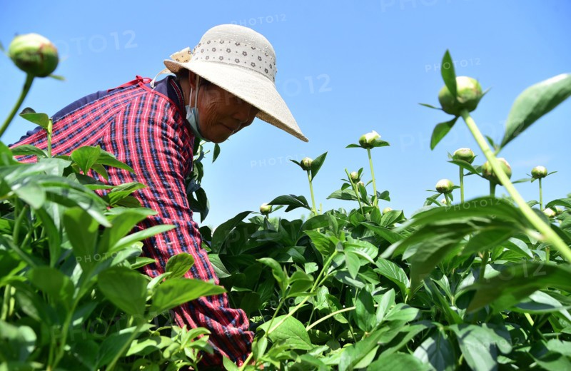 Peony harvest