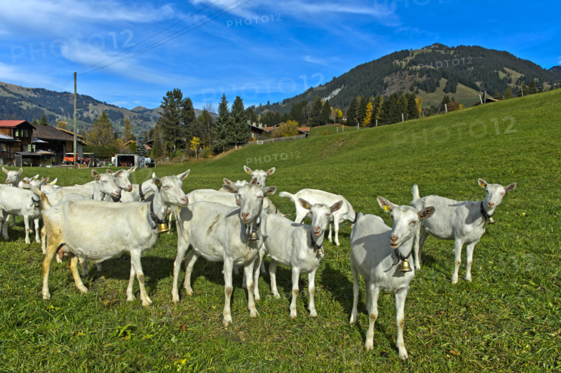 Chèvres