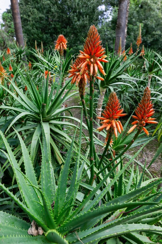 Palermo, the Botanical Gardens