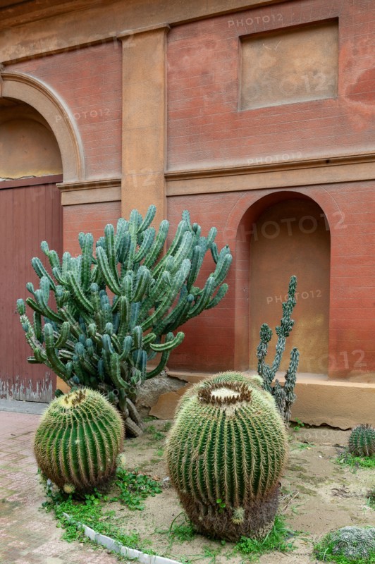 Palermo, the Botanical Gardens