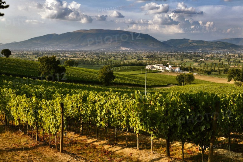 View of the vineyards and the Winery Arnaldo Caprai, Montefalco, Umbria, Italie