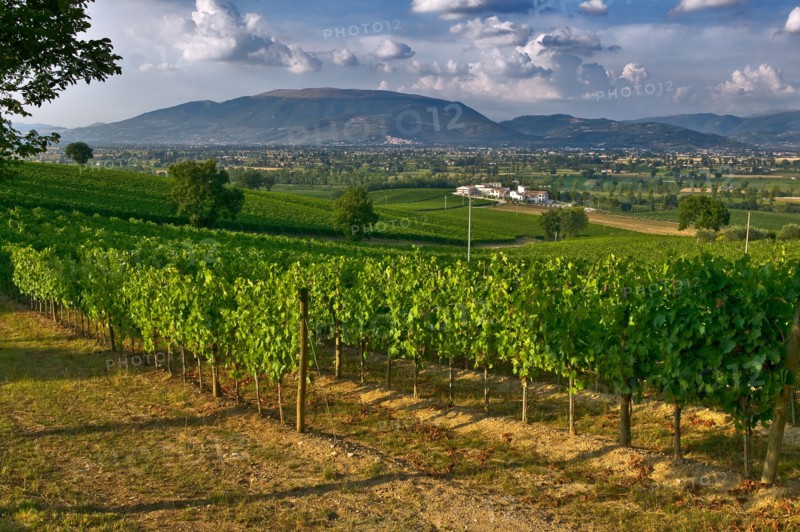 View of the vineyards and the Winery Arnaldo Caprai, Montefalco, Umbria, Italie