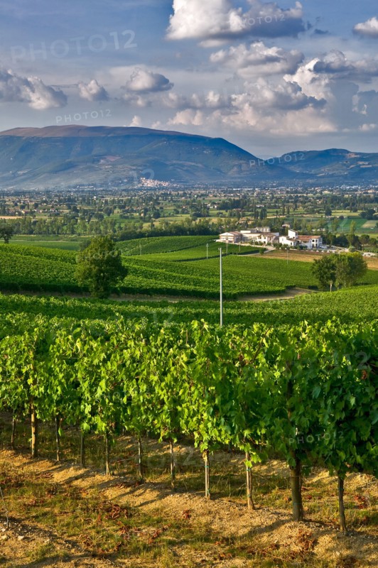 View of the vineyards and the Winery Arnaldo Caprai, Montefalco, Umbria, Italie