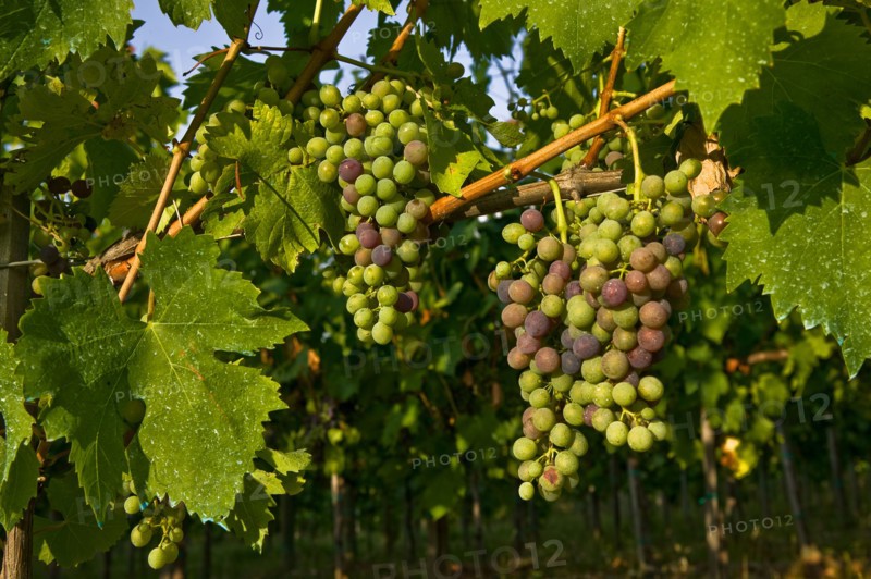 Grapes of the Sagrantino wine of Montefalco
