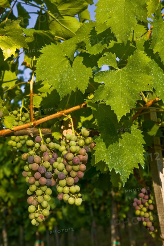 Grapes of the Sagrantino wine of Montefalco
