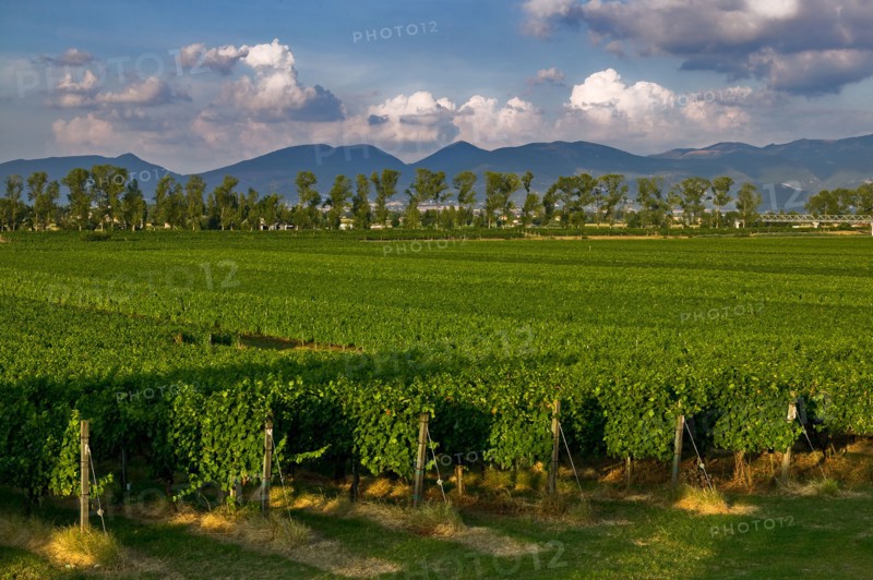 Vineyards of the Sagrantino wine of Montefalco