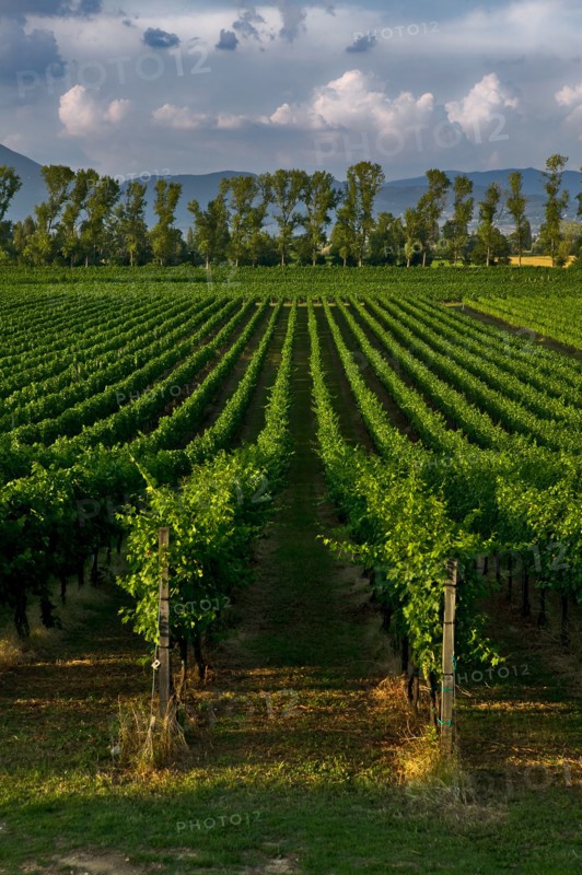 Vineyards of the Sagrantino wine of Montefalco