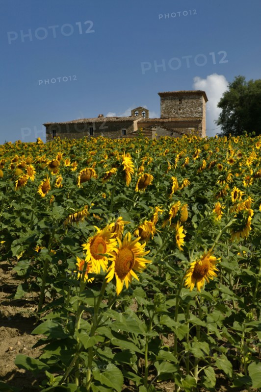 Sunflowers near the Simigni Castle in Bastardo