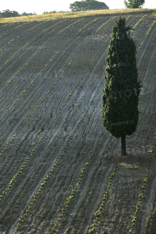 New vineyard and cypress tree near Saragano, Umbria, Italy