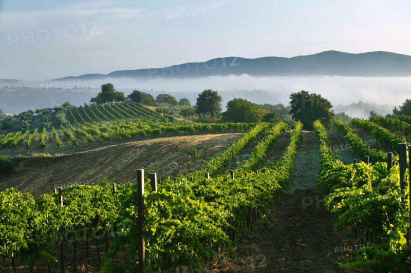 Vineyards near Saragano, Umbria, Italy