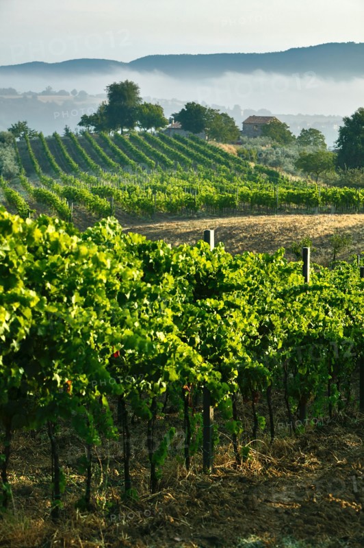 Vineyards near Saragano, Umbria, Italy